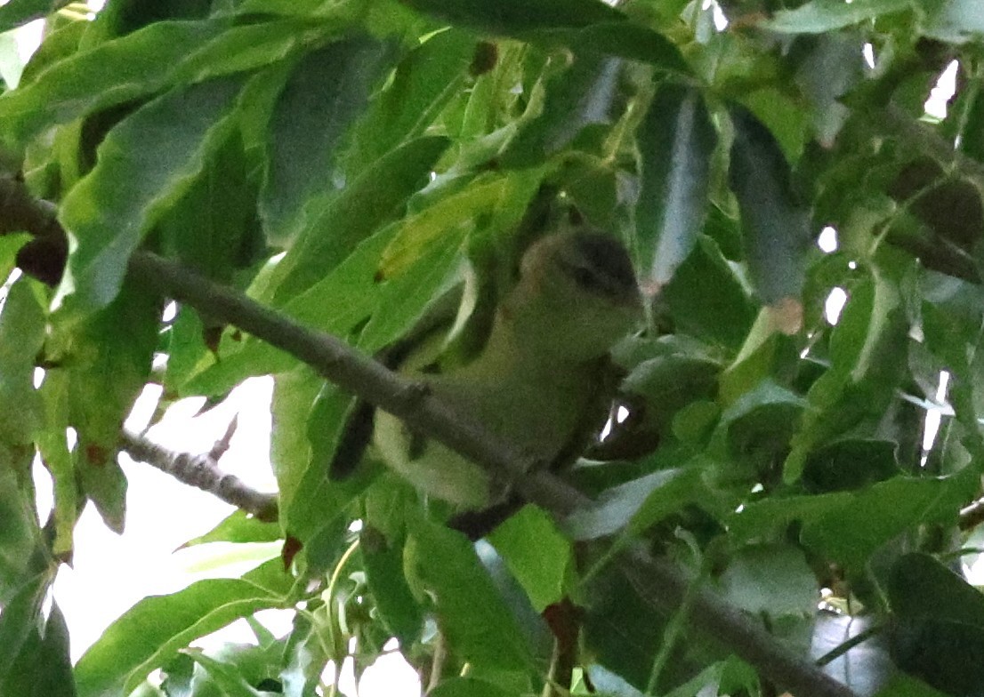 Yellow-green Vireo - ML642444739