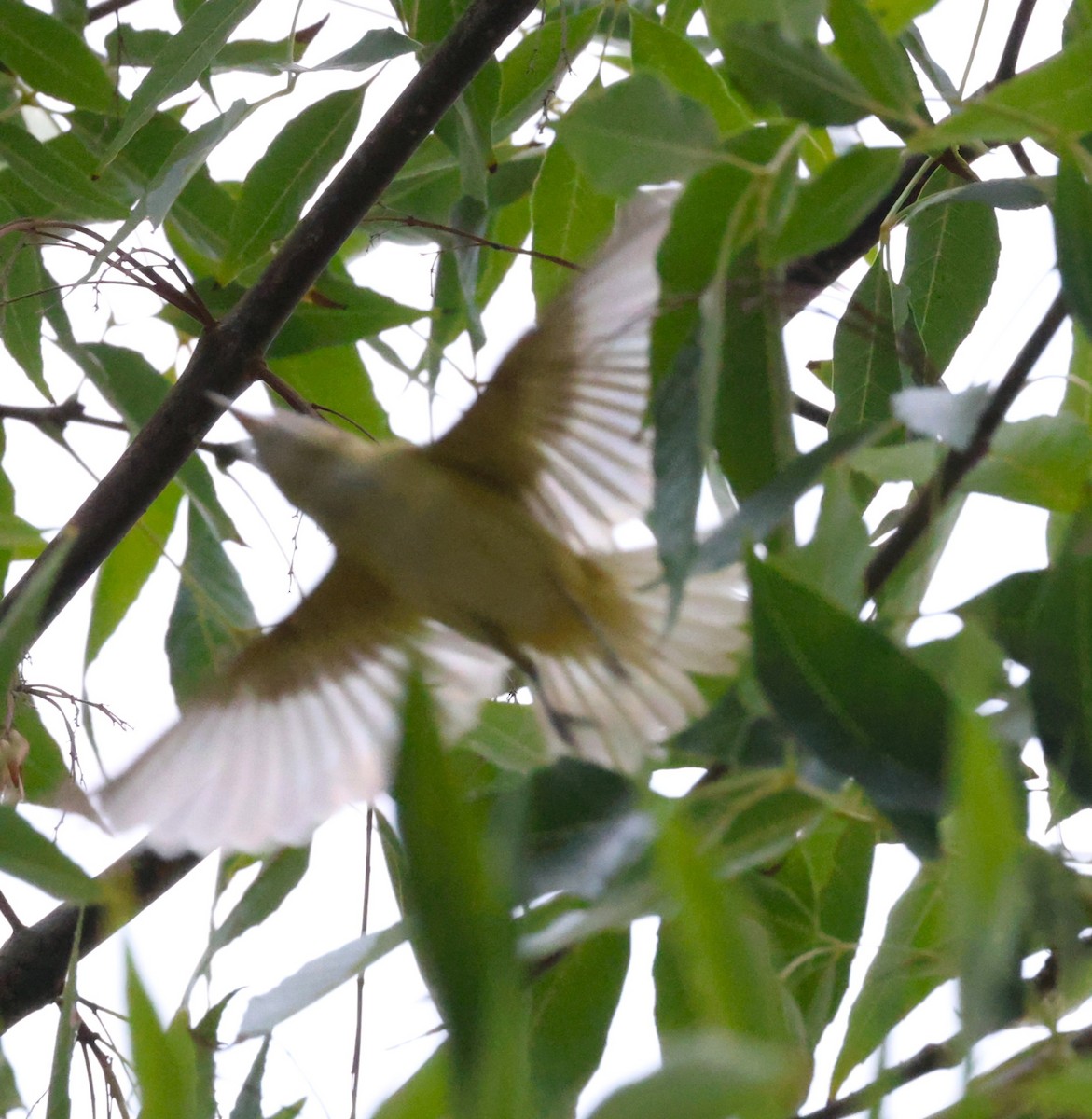 Yellow-green Vireo - ML642444740