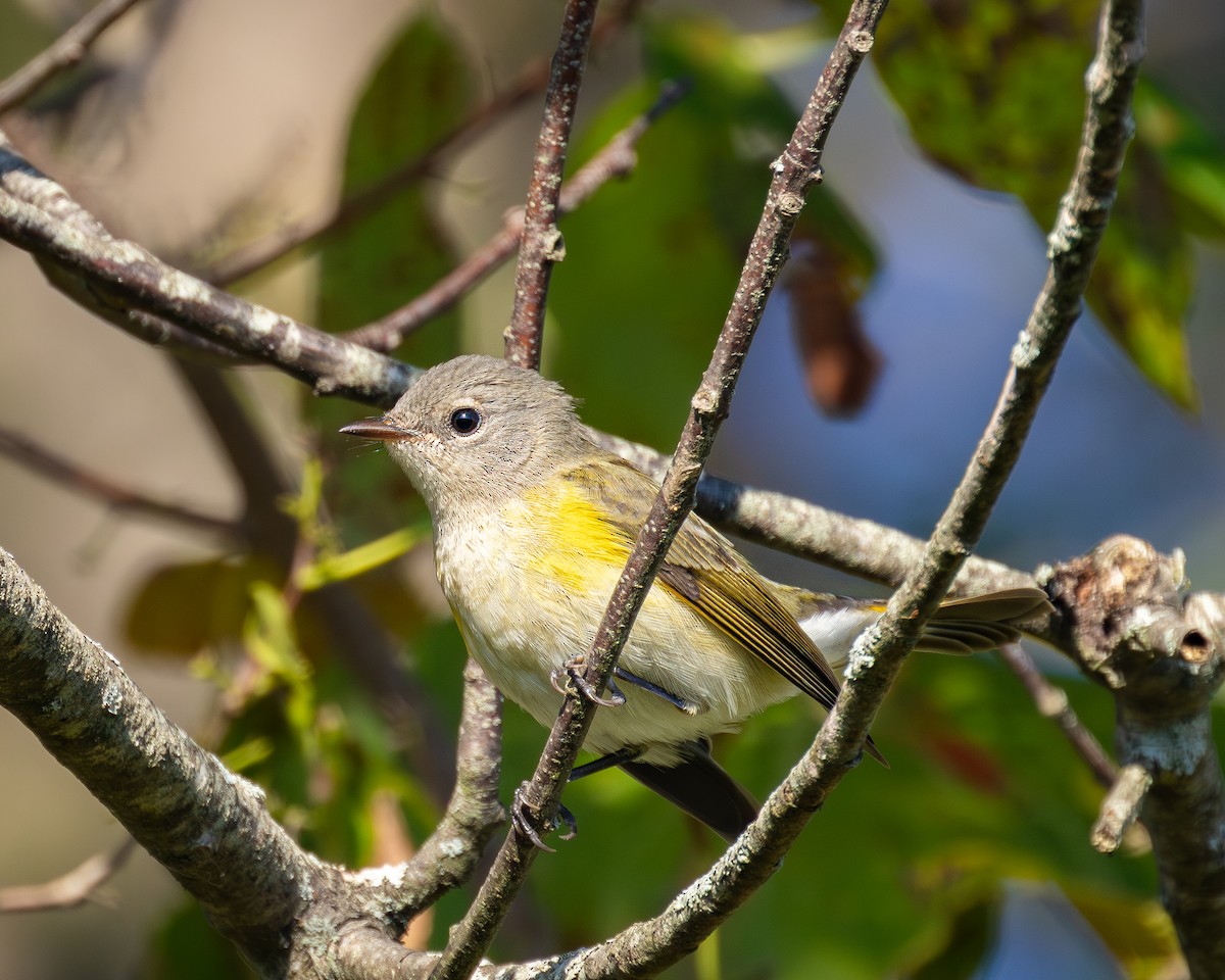 American Redstart - ML642444746
