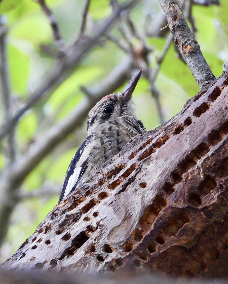 Yellow-bellied Sapsucker - ML642444771