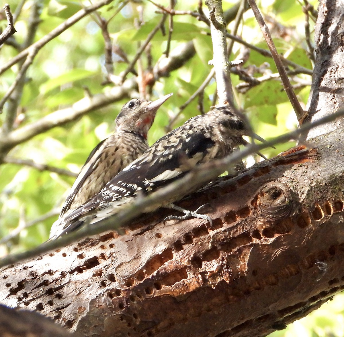 Yellow-bellied Sapsucker - ML642444772