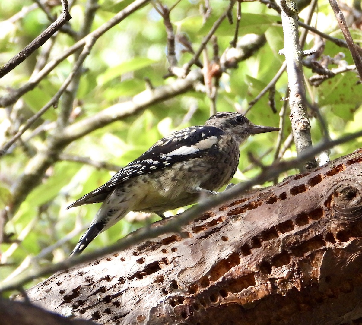 Yellow-bellied Sapsucker - ML642444773