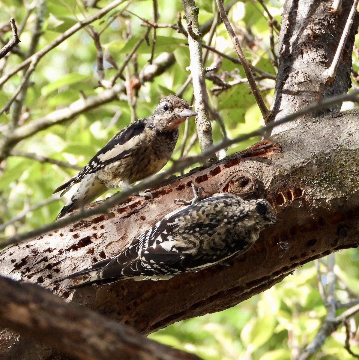 Yellow-bellied Sapsucker - ML642444774
