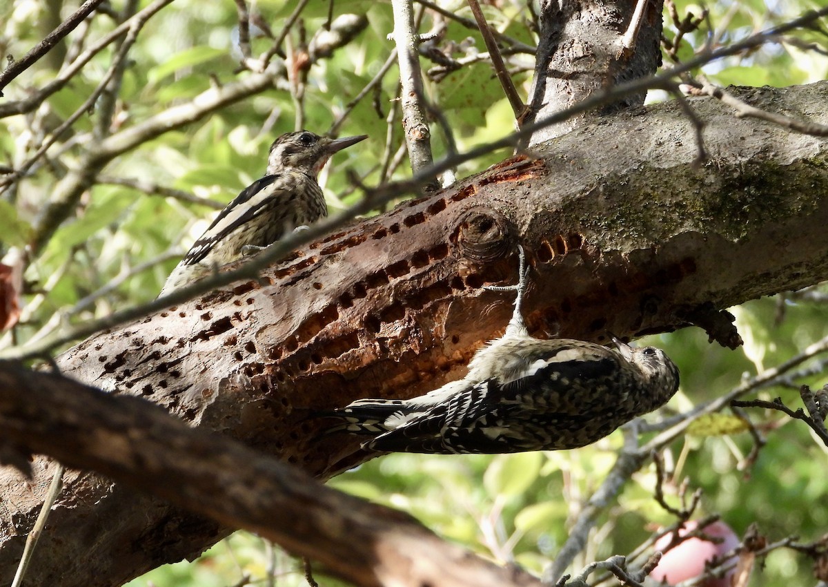 Yellow-bellied Sapsucker - ML642444775