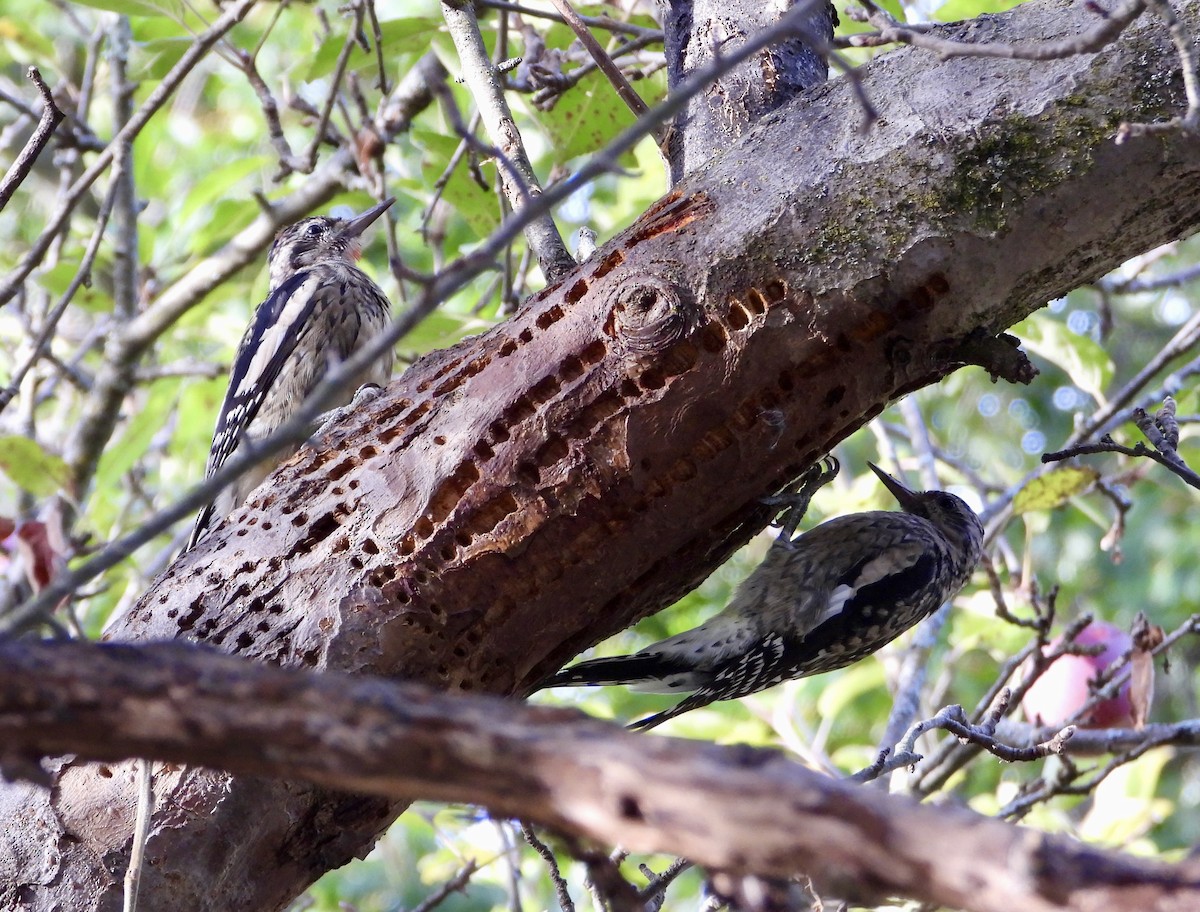 Yellow-bellied Sapsucker - ML642444776