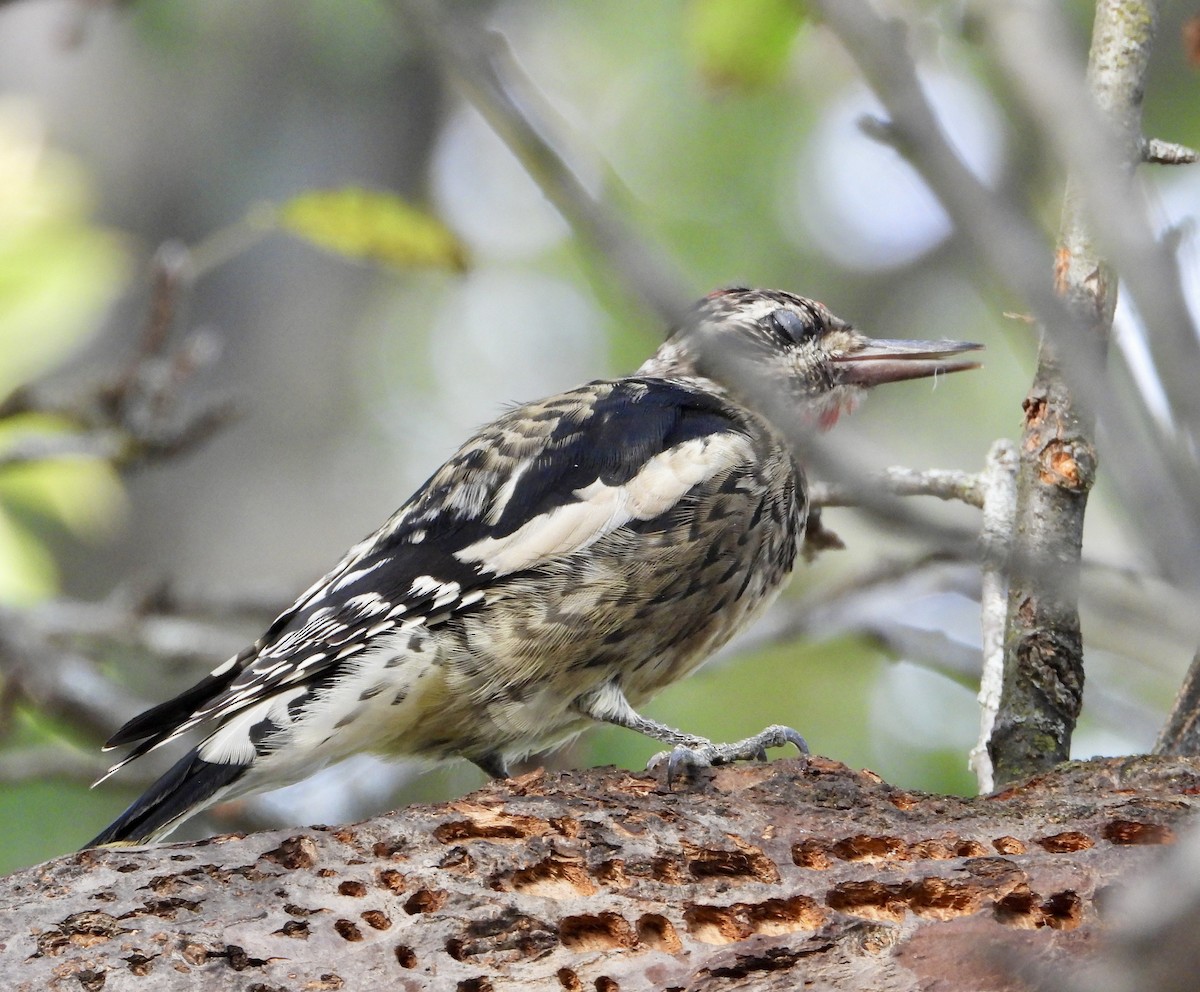 Yellow-bellied Sapsucker - ML642444777