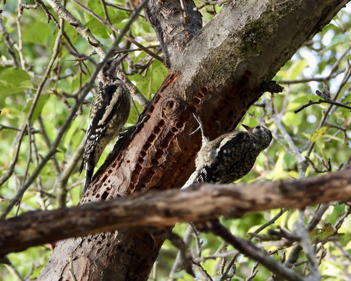 Yellow-bellied Sapsucker - ML642444778