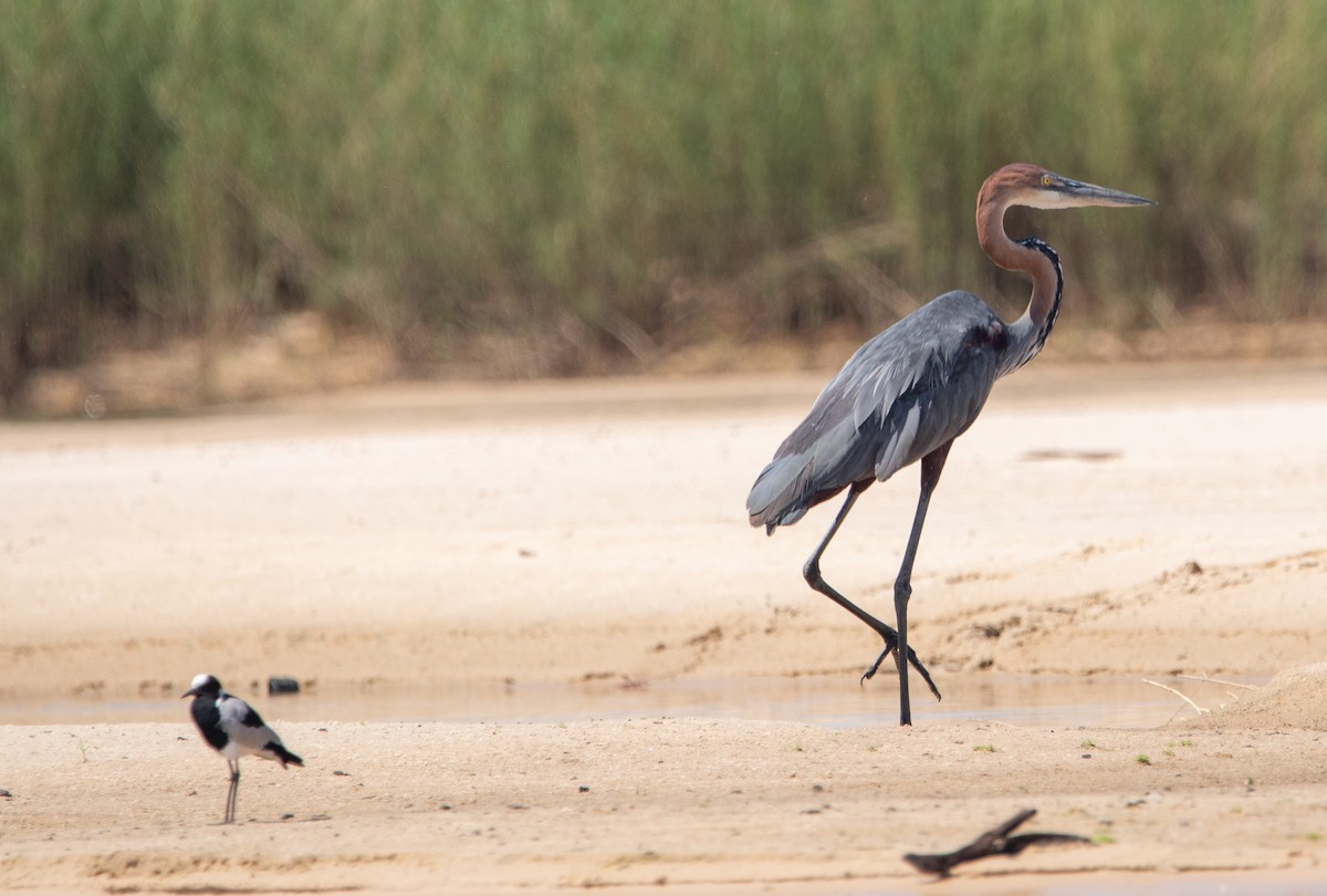 Goliath Heron - ML642444780