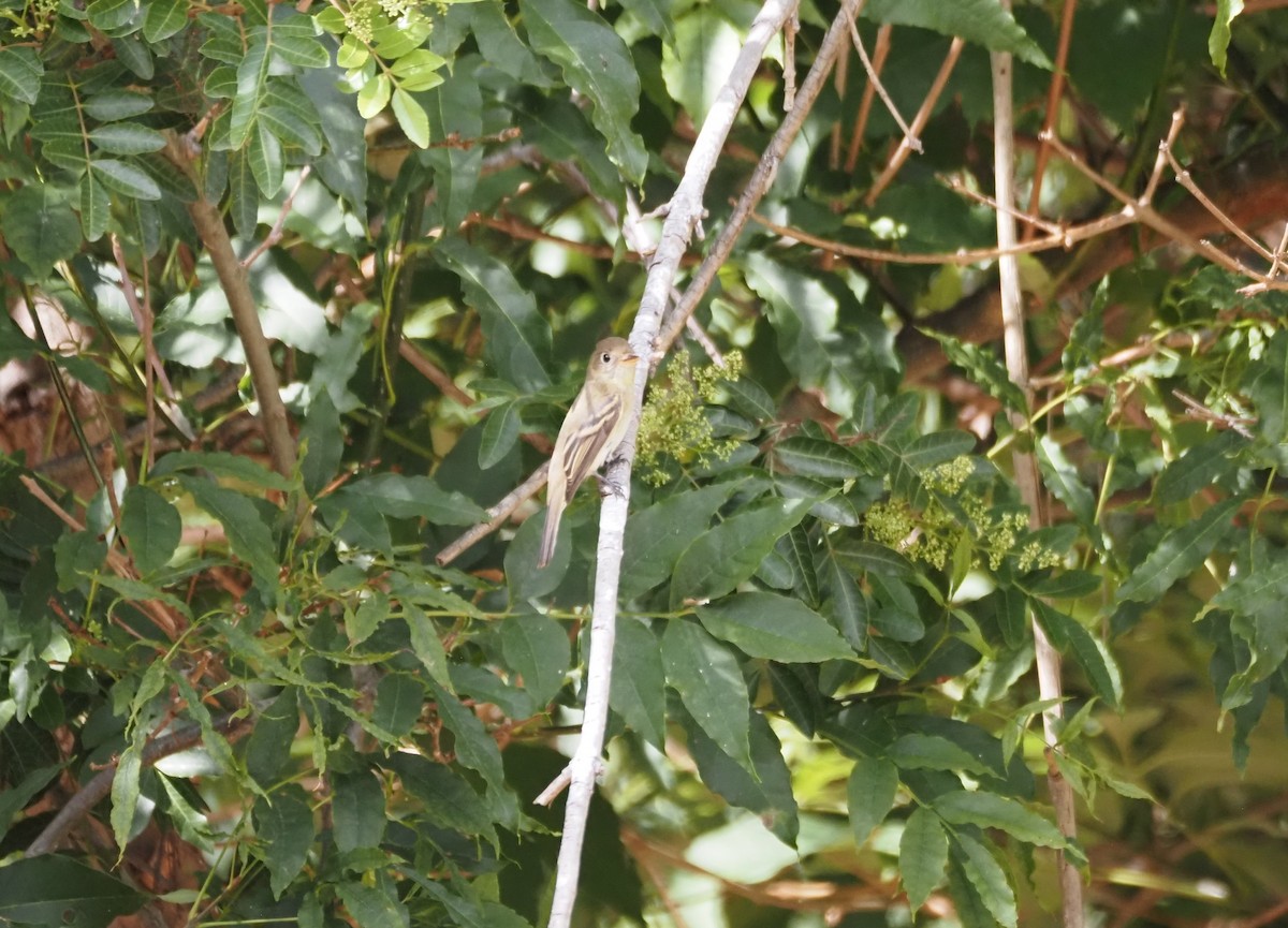 Western Flycatcher (Pacific-slope) - ML642444781