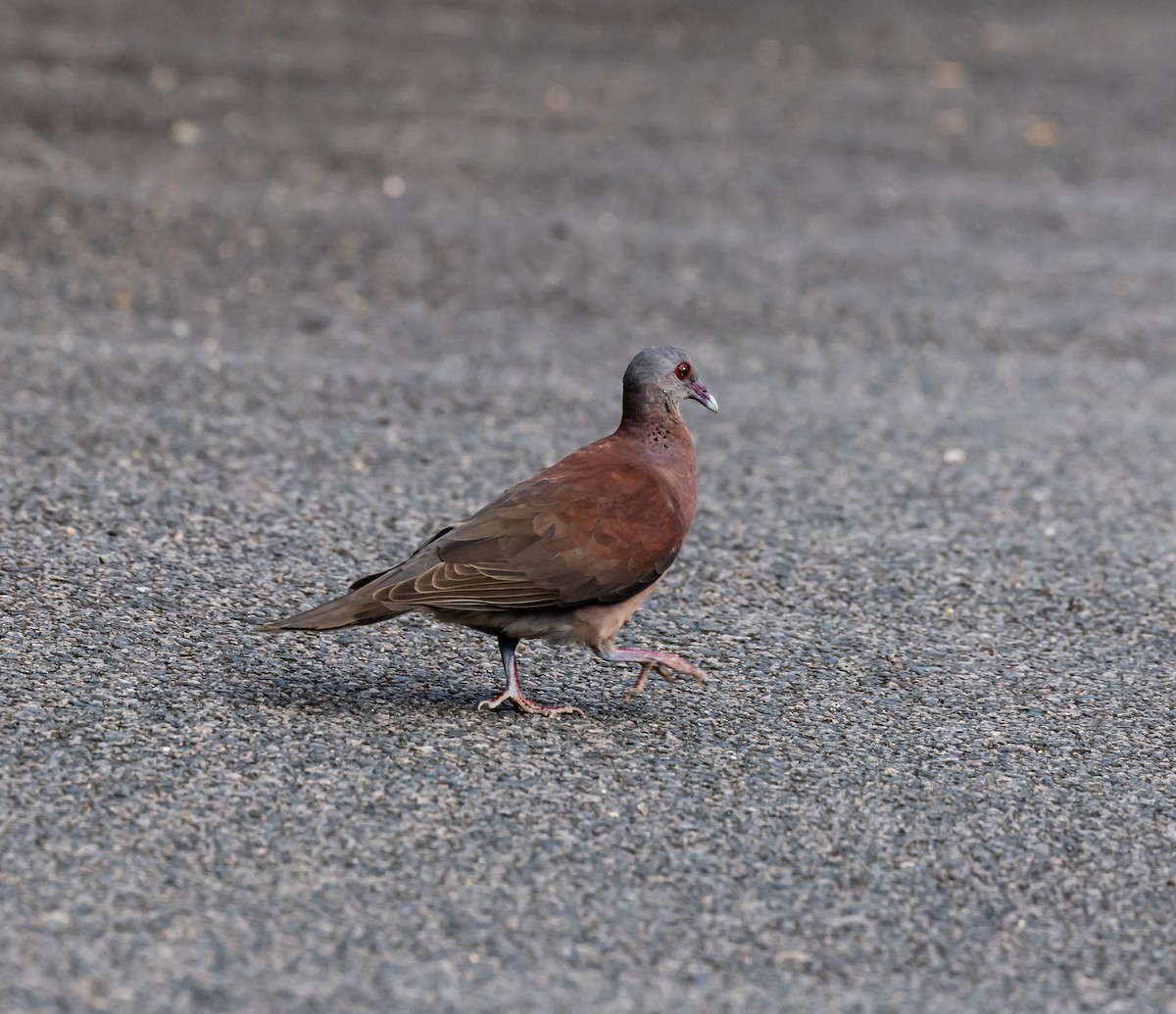Malagasy Turtle-Dove - ML642444785