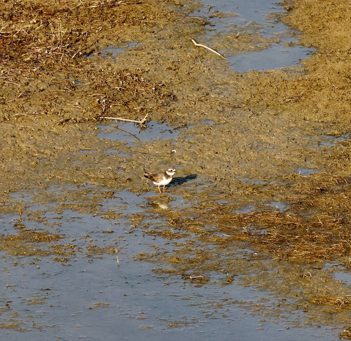 環頸鴴 - ML642444786