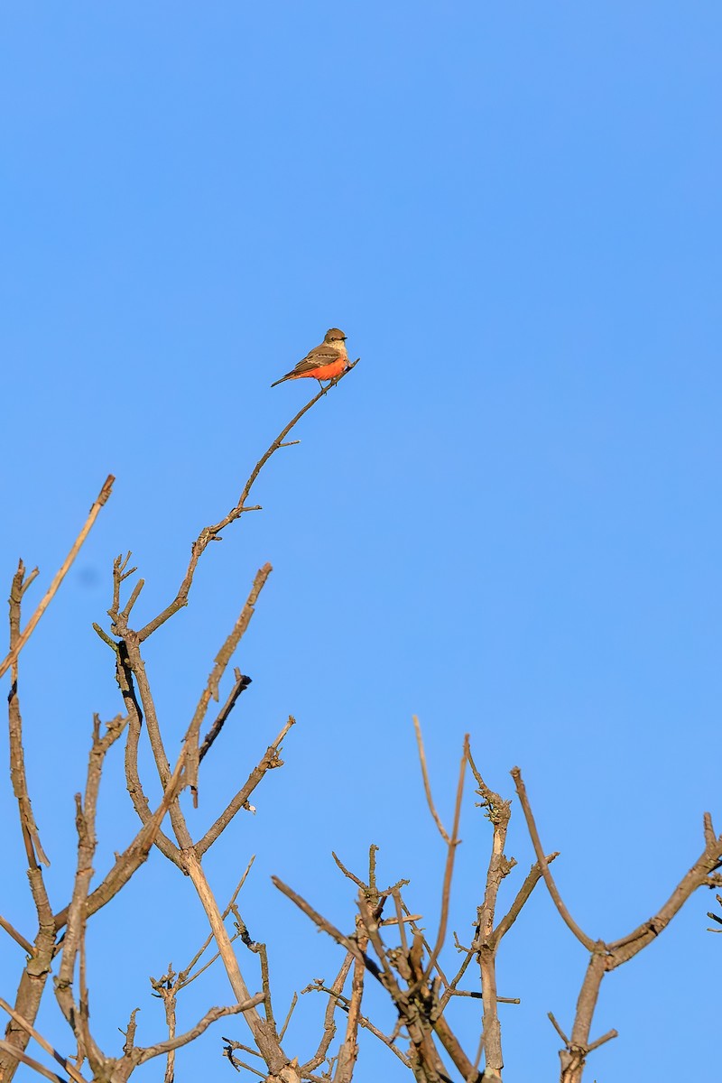 Vermilion Flycatcher - ML642444789