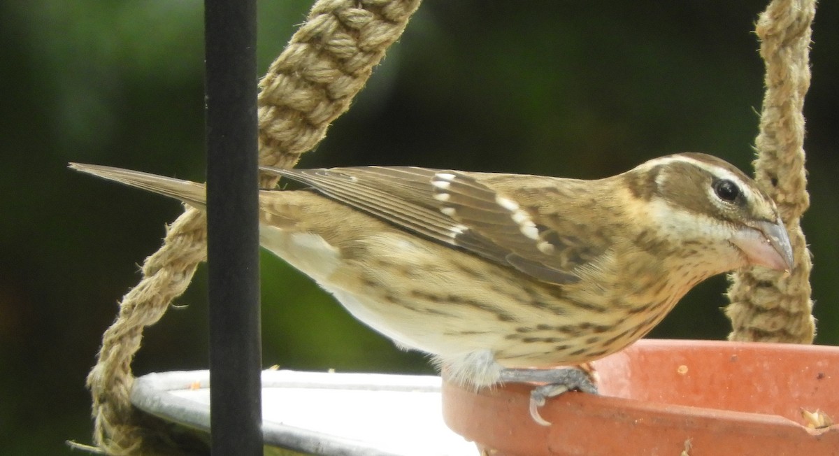 Rose-breasted Grosbeak - ML642444792