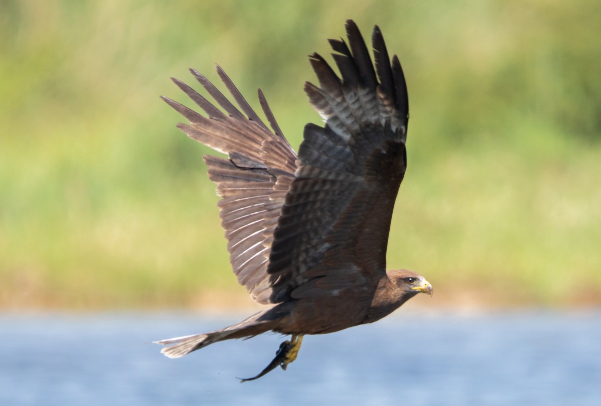 黑鳶(aegyptius/parasitus) - ML642444793
