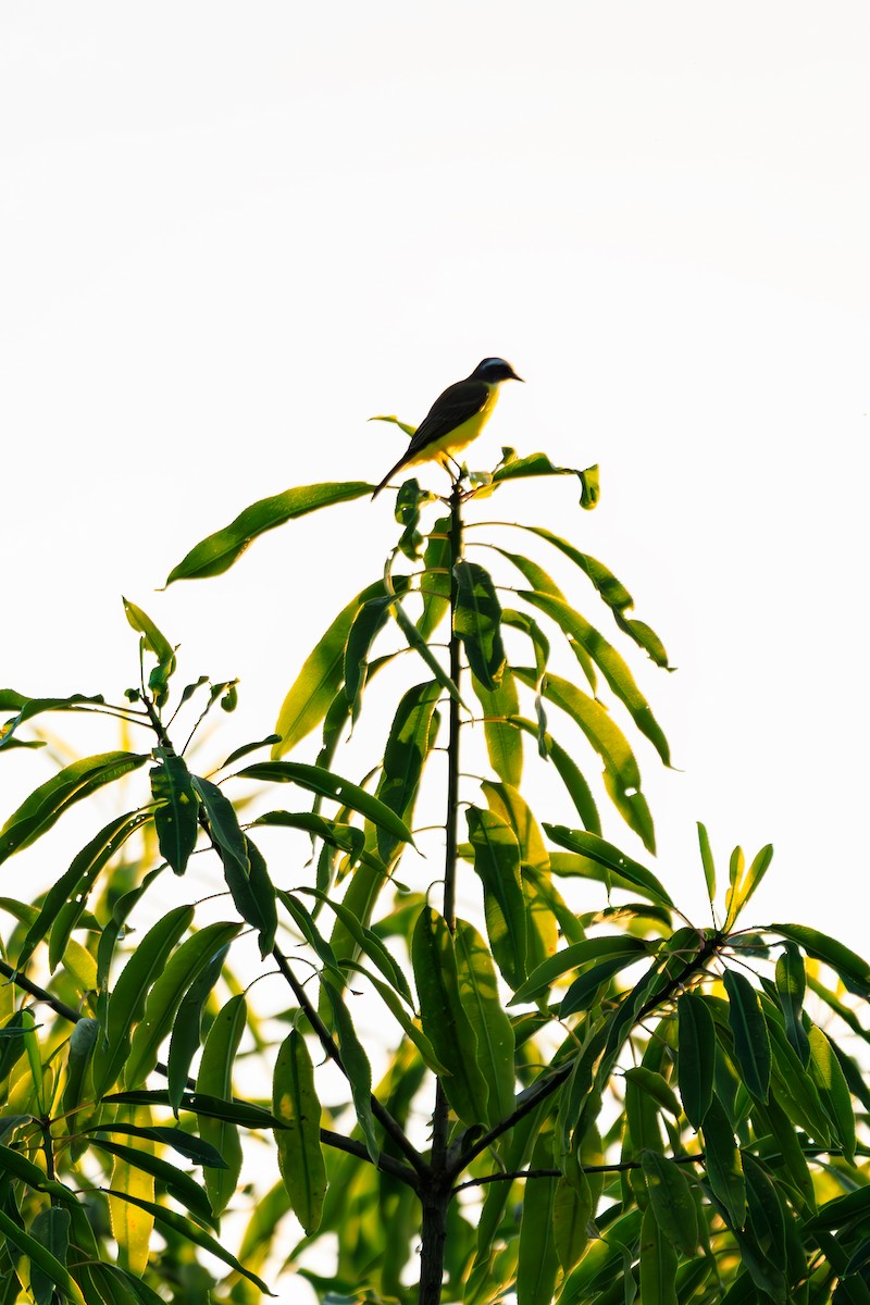Social Flycatcher - ML642444795