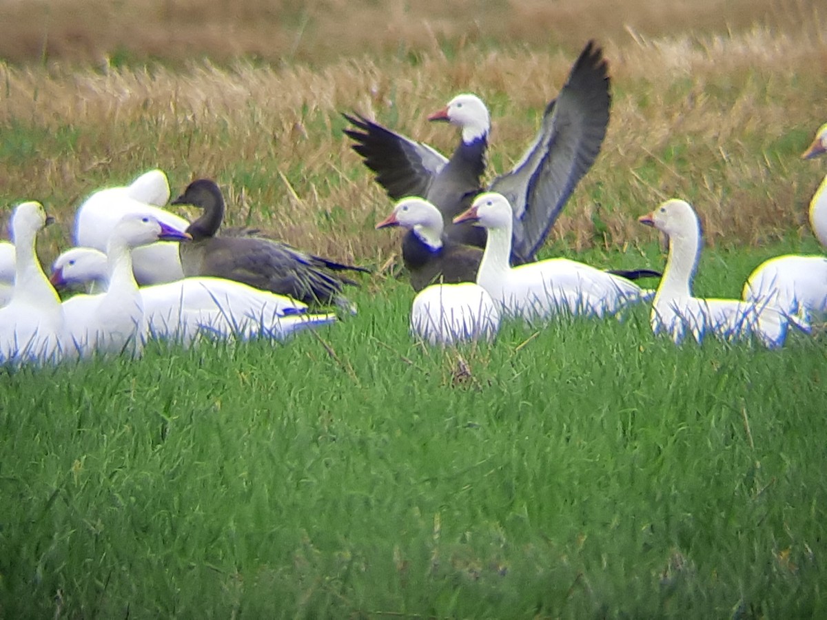 Snow Goose - ML642444798