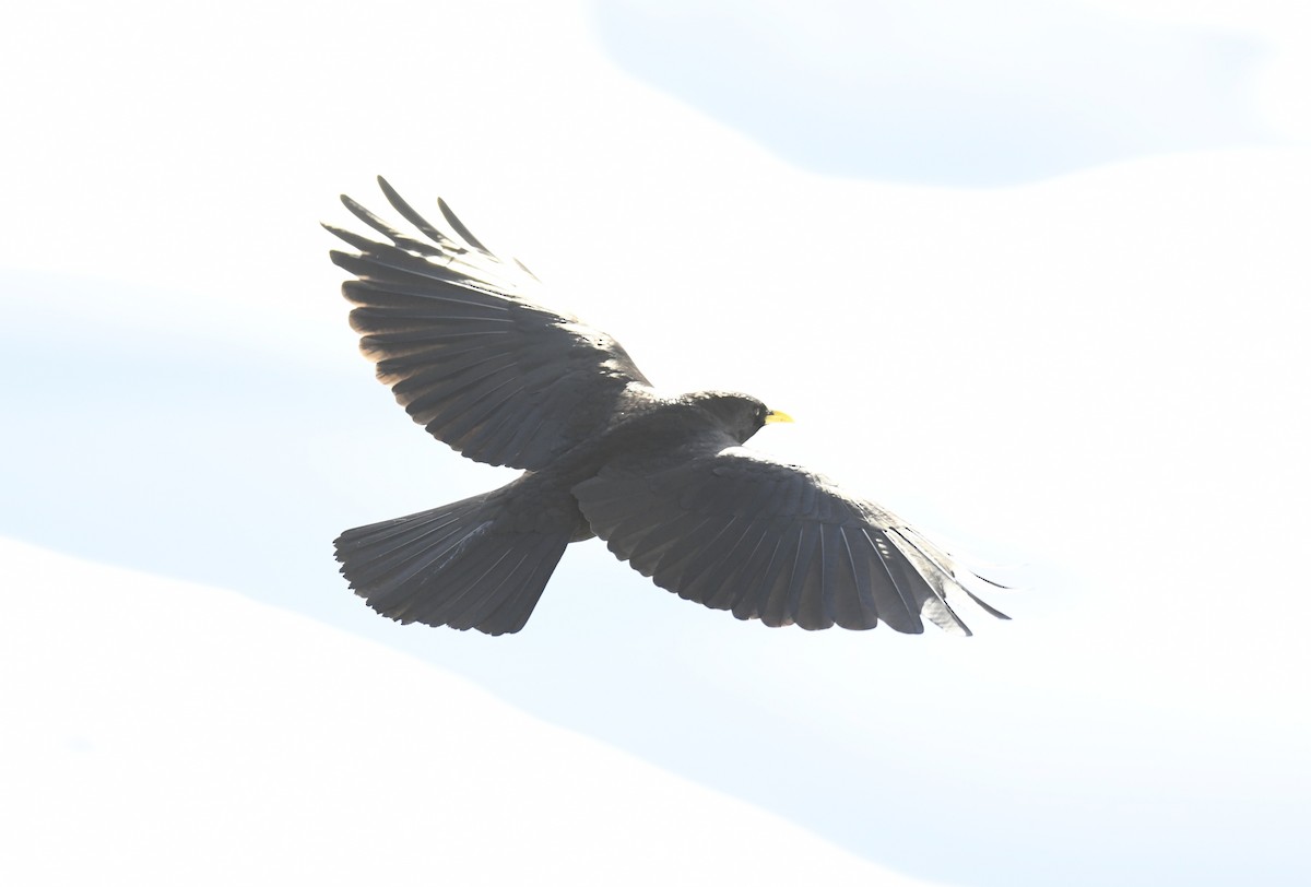 Yellow-billed Chough - ML642444804