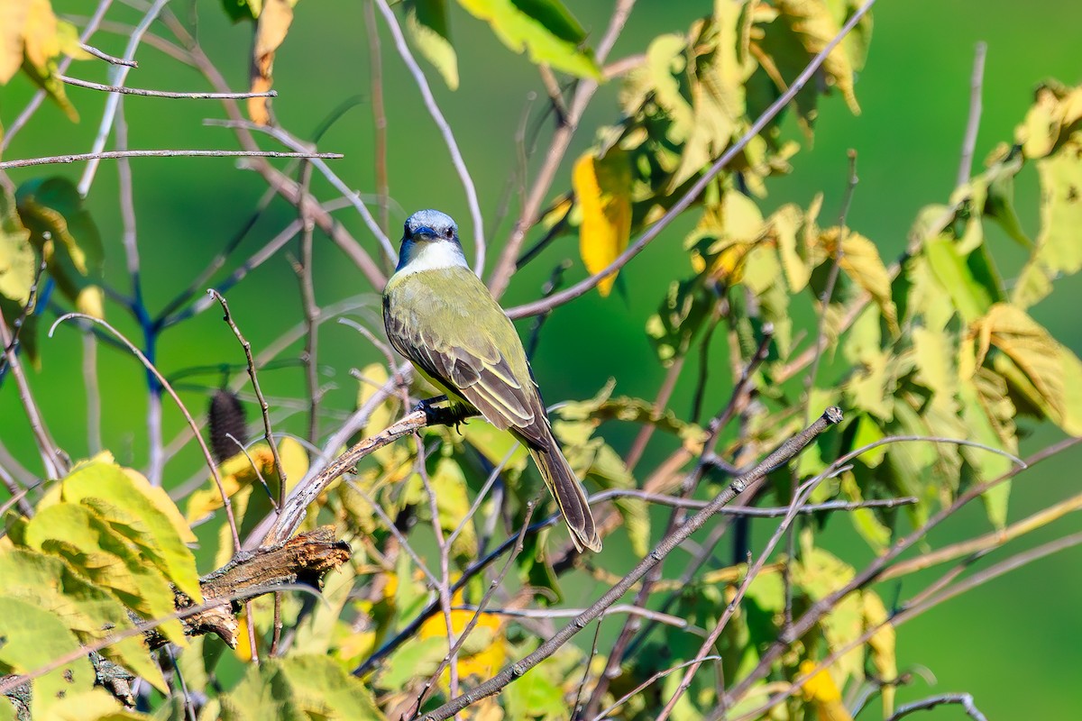 Tropical Kingbird - ML642444819