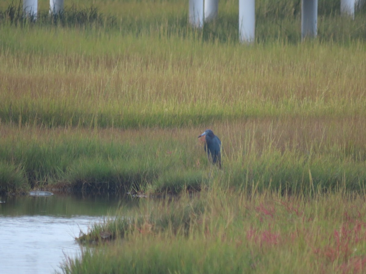 Little Blue Heron - ML642444822