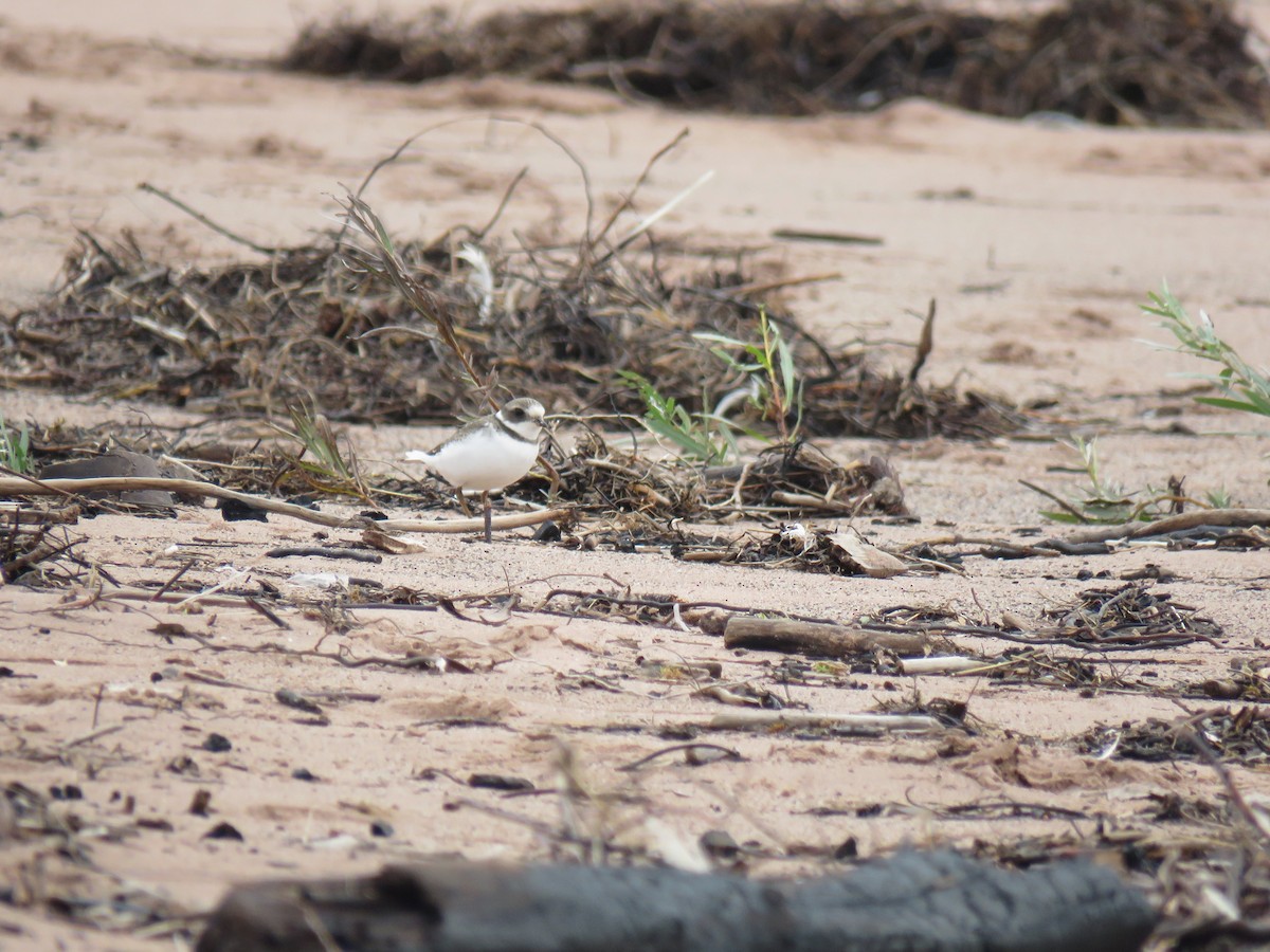 Semipalmated Plover - ML642444823