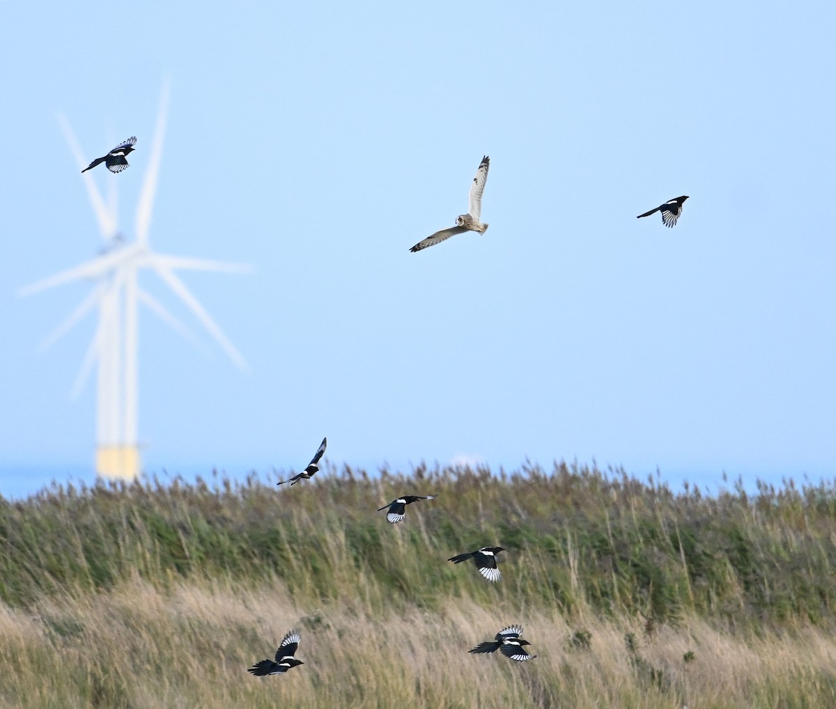 Short-eared Owl (Northern) - ML642444826