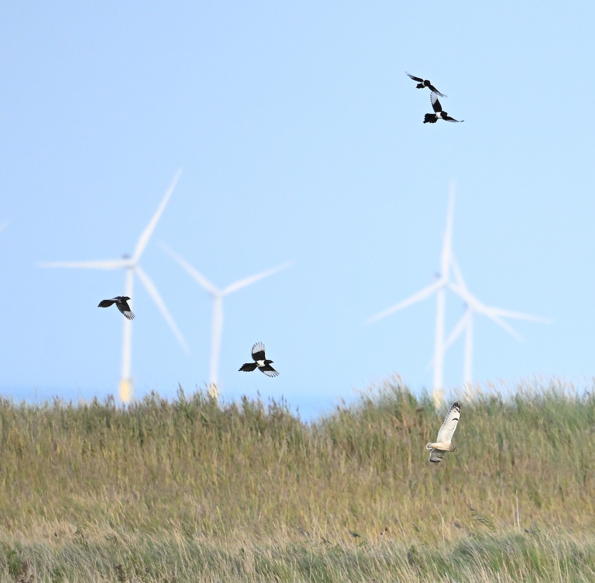 Short-eared Owl (Northern) - ML642444827