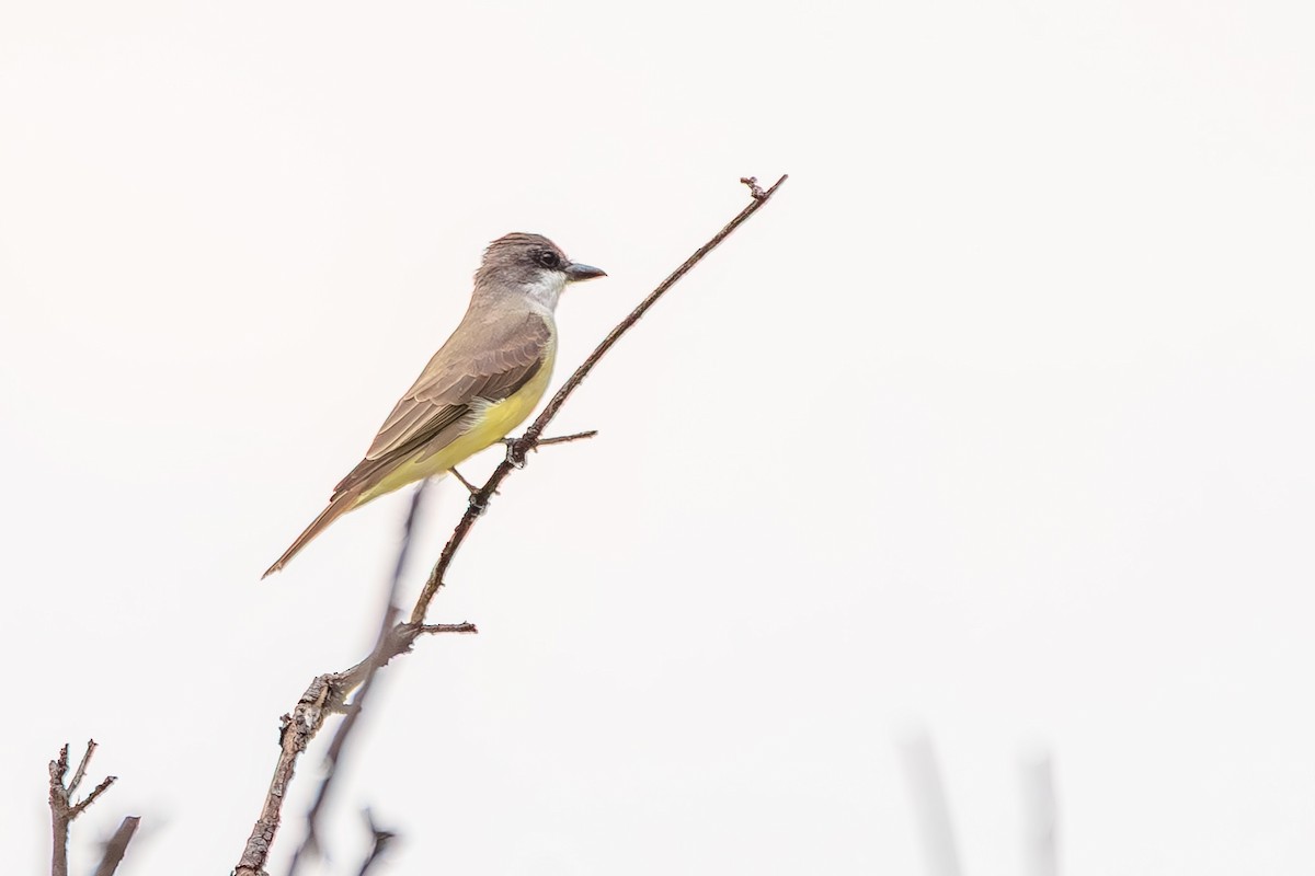 Thick-billed Kingbird - ML642444844
