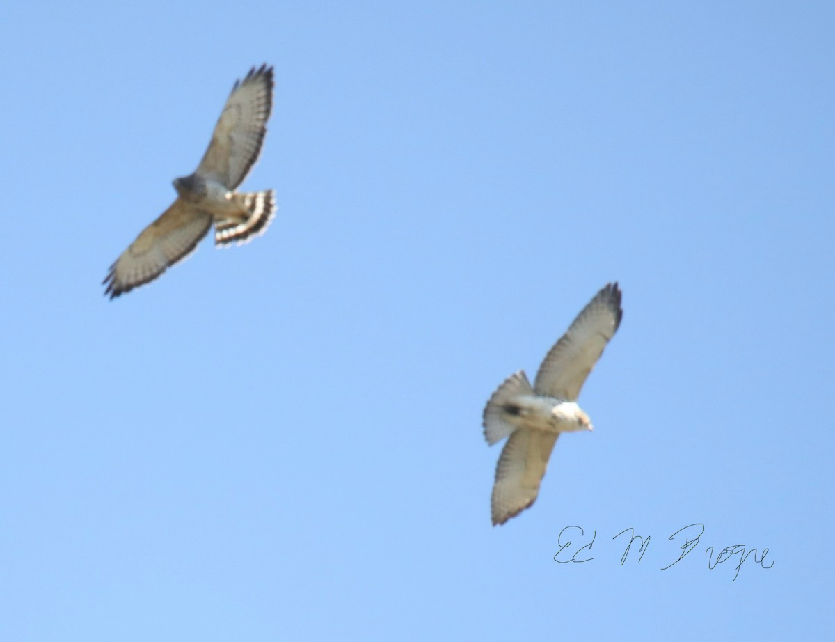 Broad-winged Hawk - ML642444849