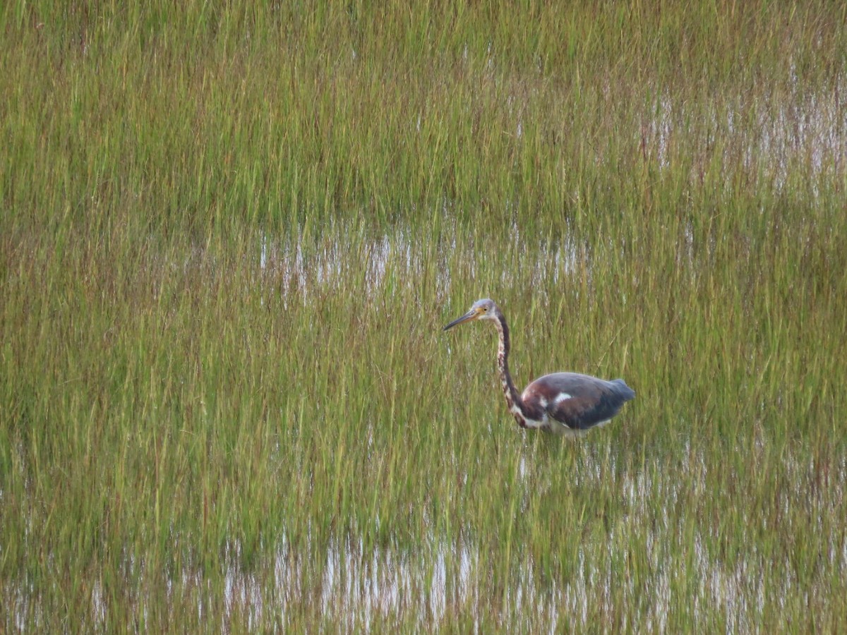 Tricolored Heron - ML642444857