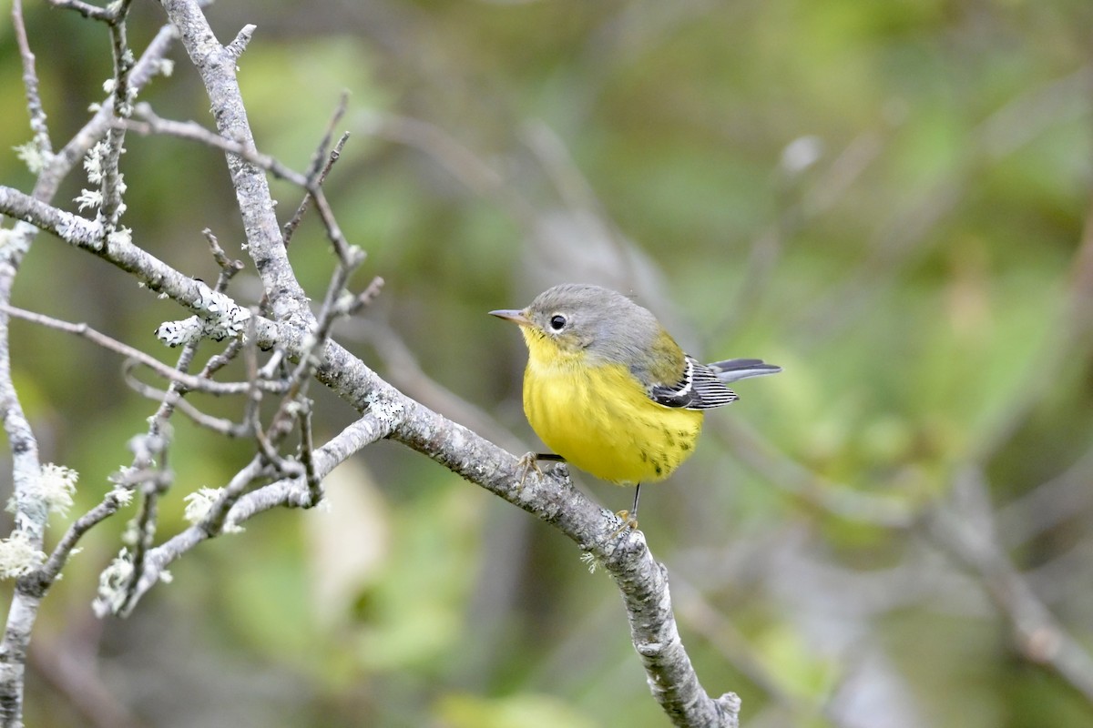 Magnolia Warbler - ML642444860