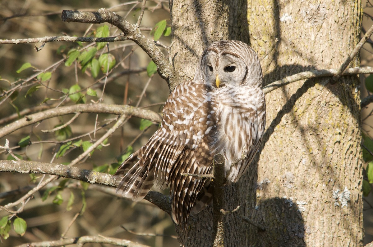 Barred Owl - ML642444863