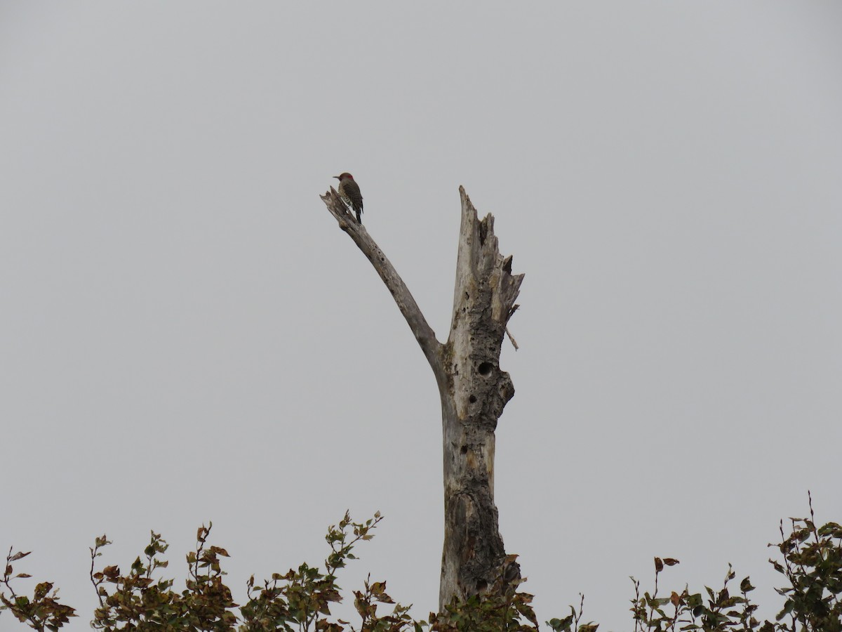 Northern Flicker - ML642444876