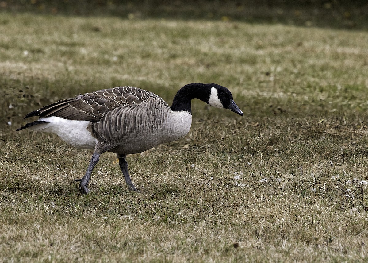 Canada Goose - ML642444888