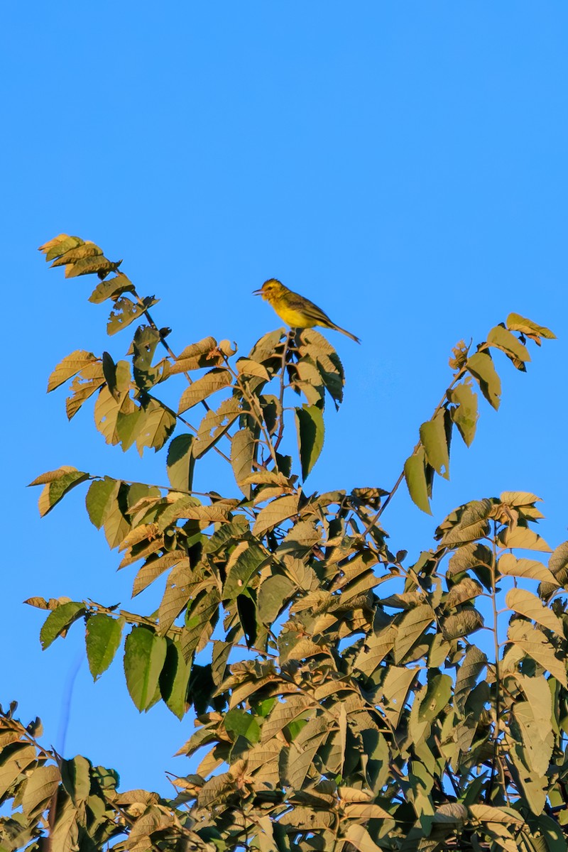 Golden Vireo - ML642444893