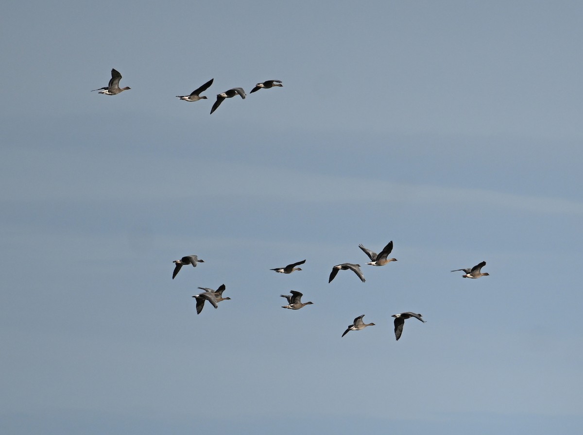 Pink-footed Goose - ML642444911
