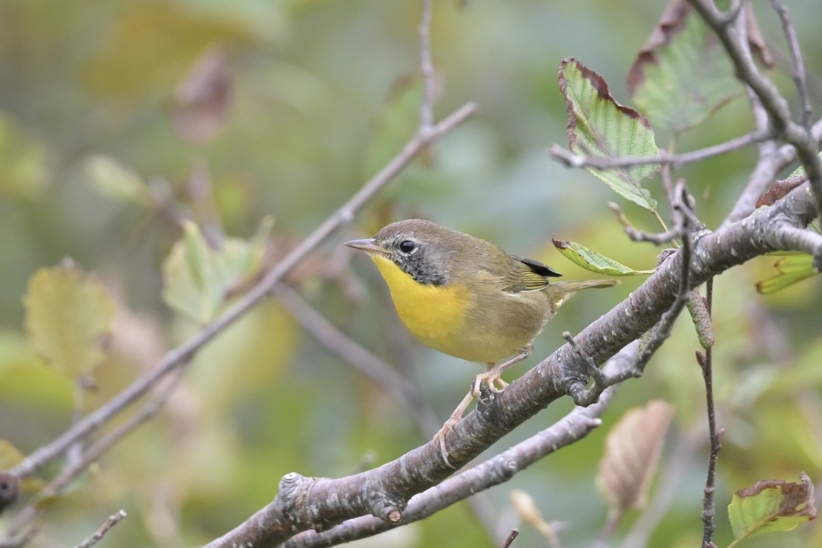 Common Yellowthroat - ML642444921