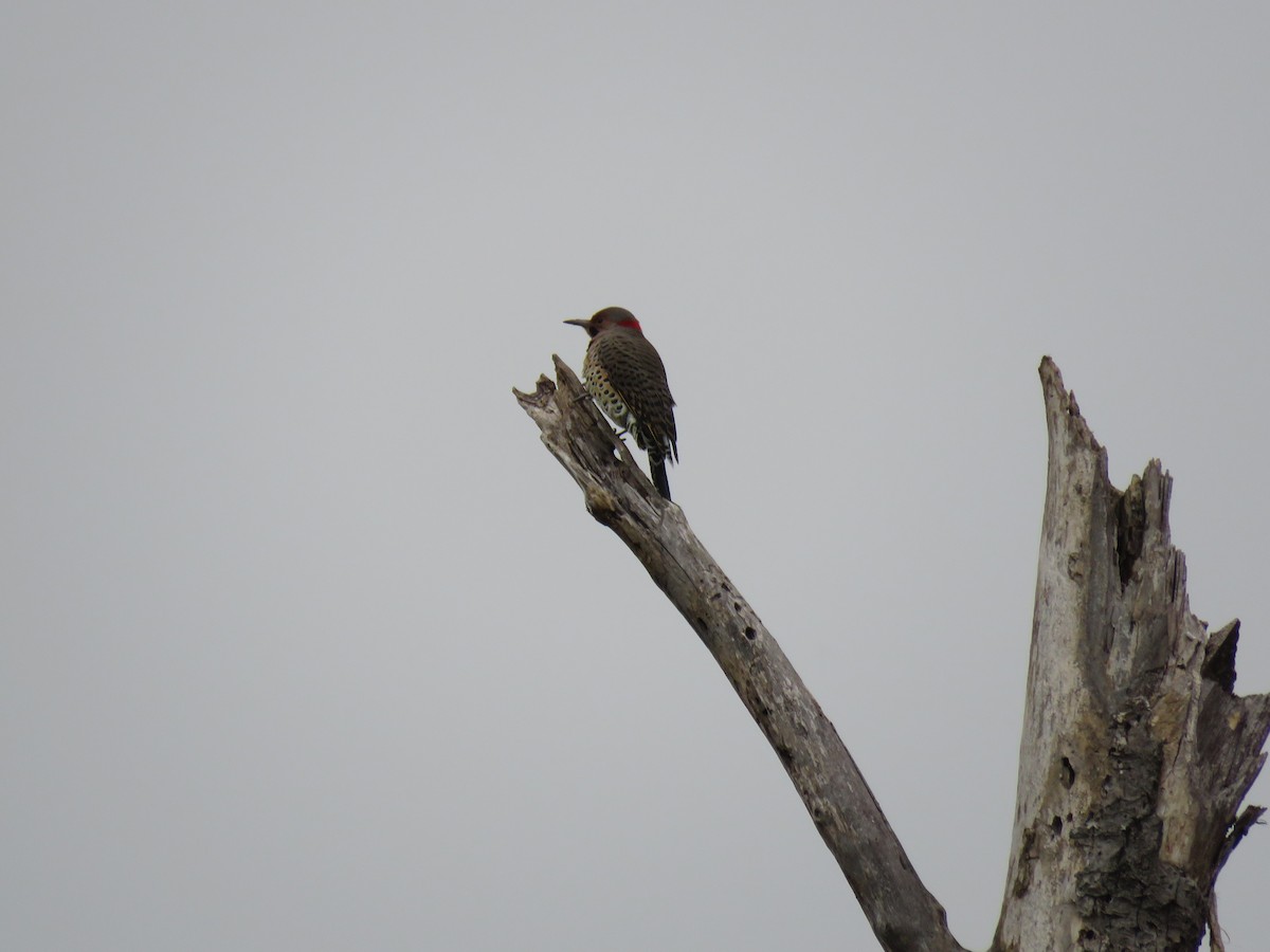 Northern Flicker - ML642444935