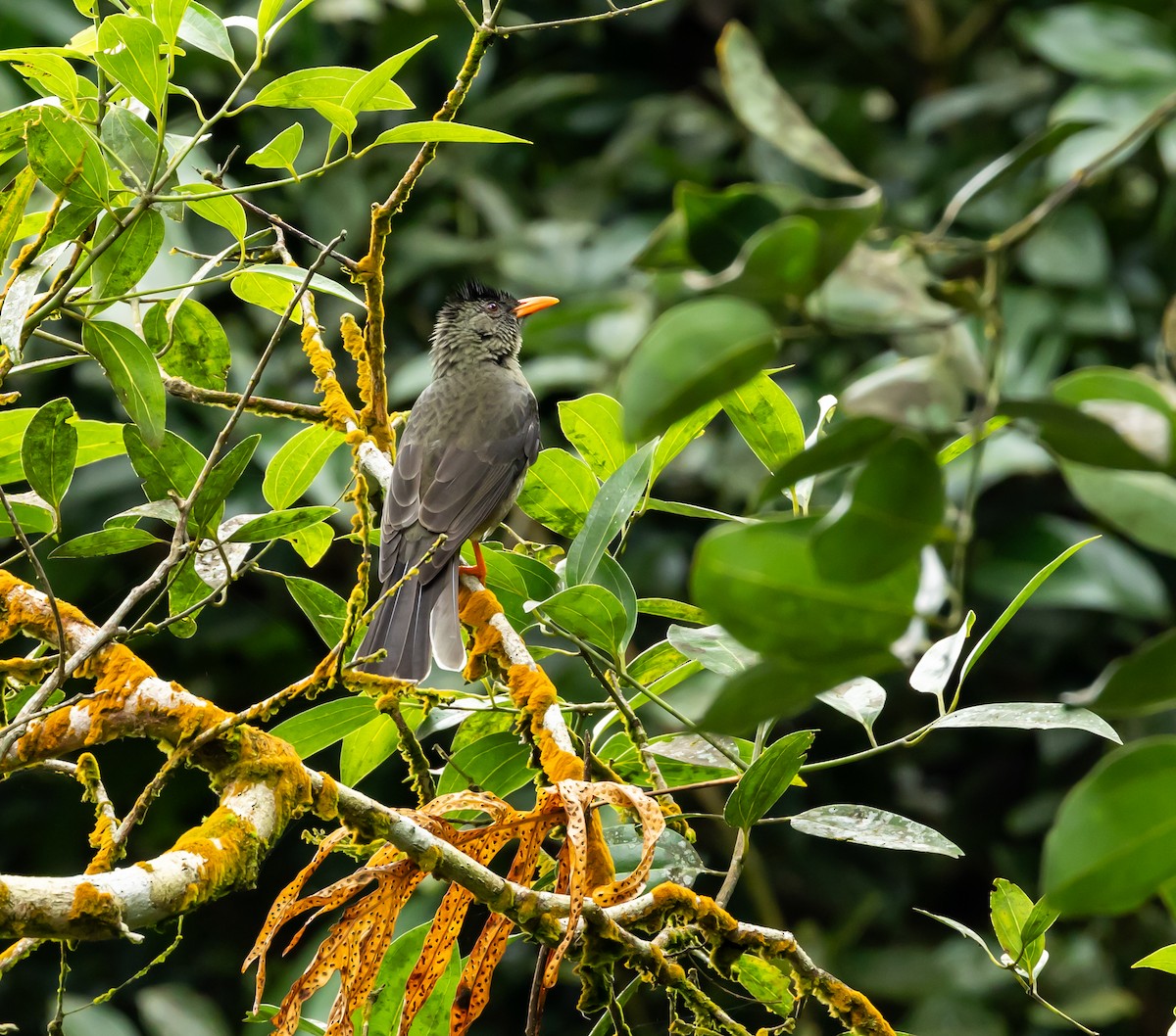 Seychelles Bulbul - ML642444941