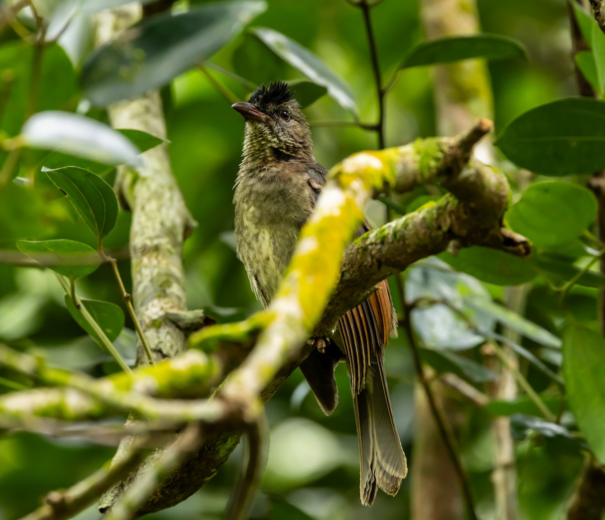 Seychelles Bulbul - ML642444942