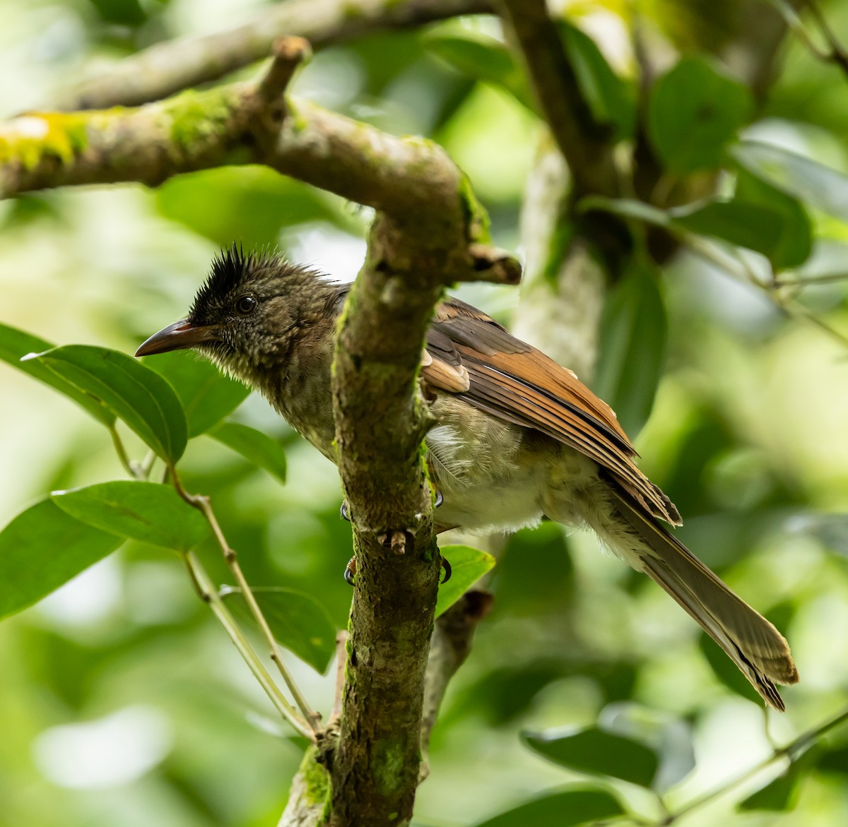 Seychelles Bulbul - ML642444943