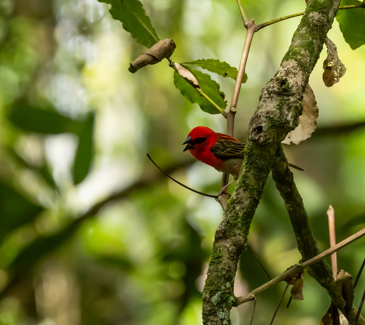 Red Fody - ML642444966