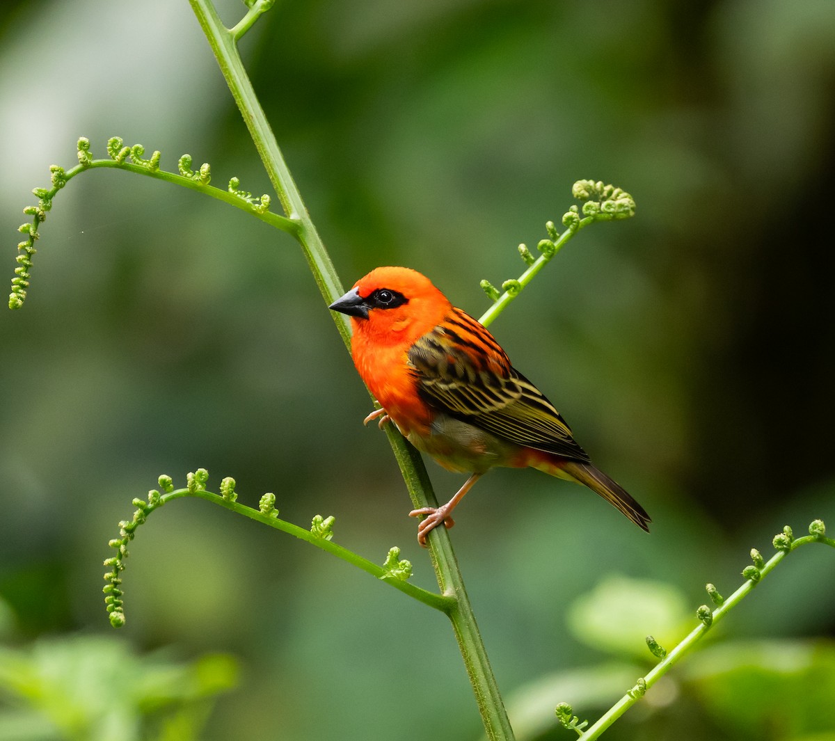 Red Fody - ML642444967