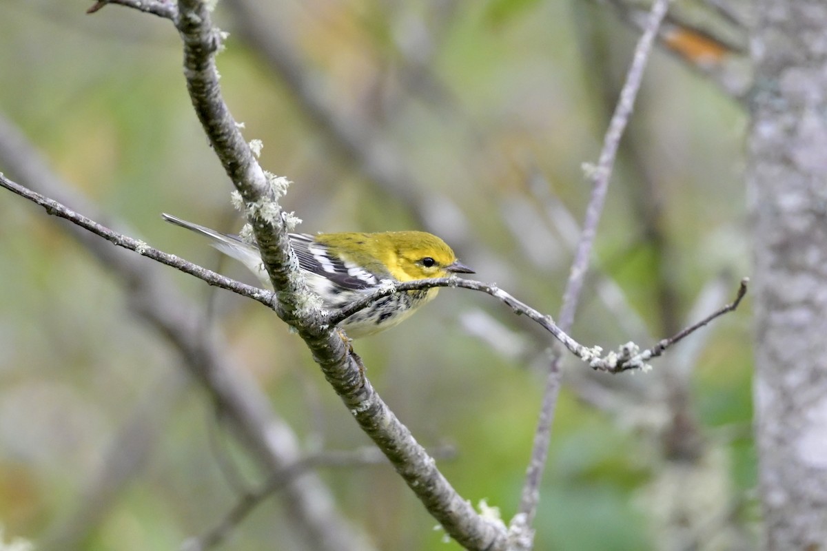 Black-throated Green Warbler - ML642444970
