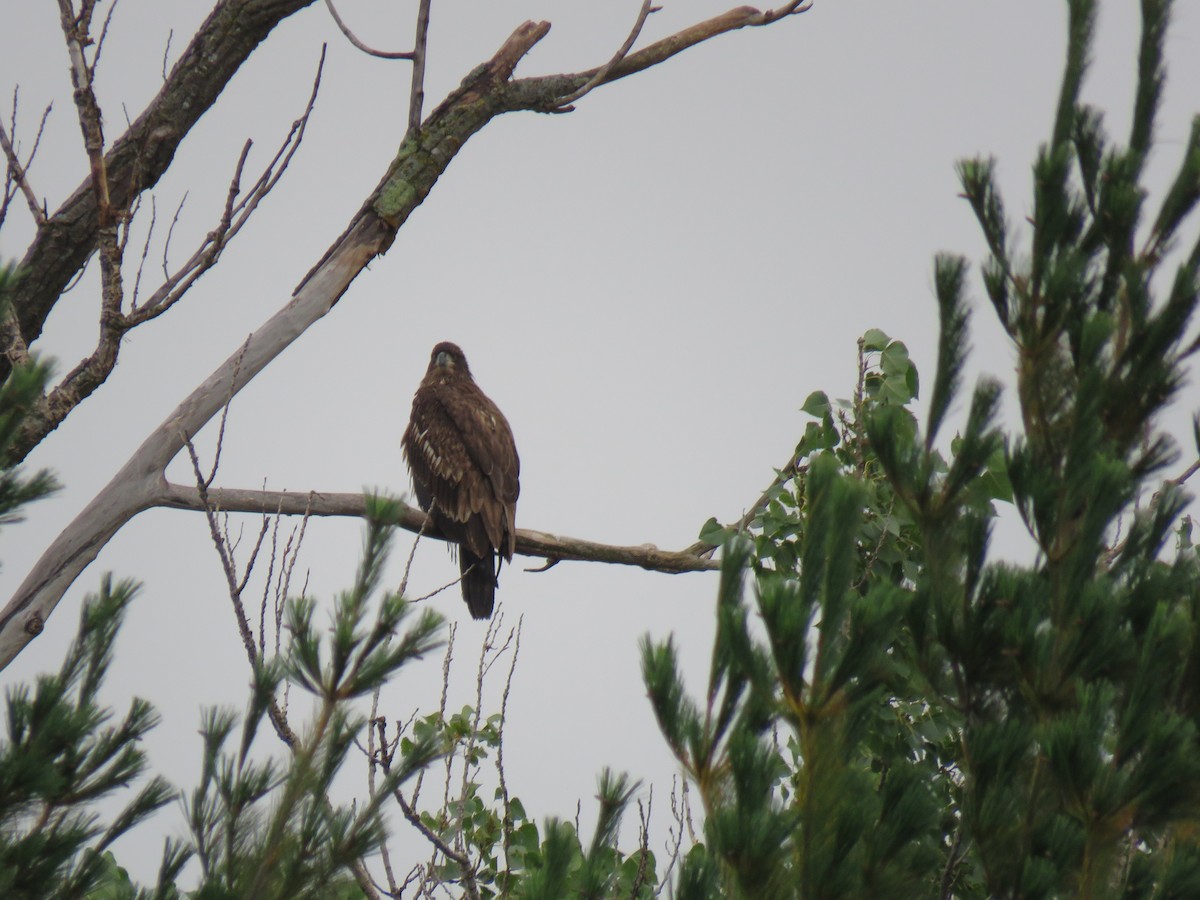 Bald Eagle - ML642444982