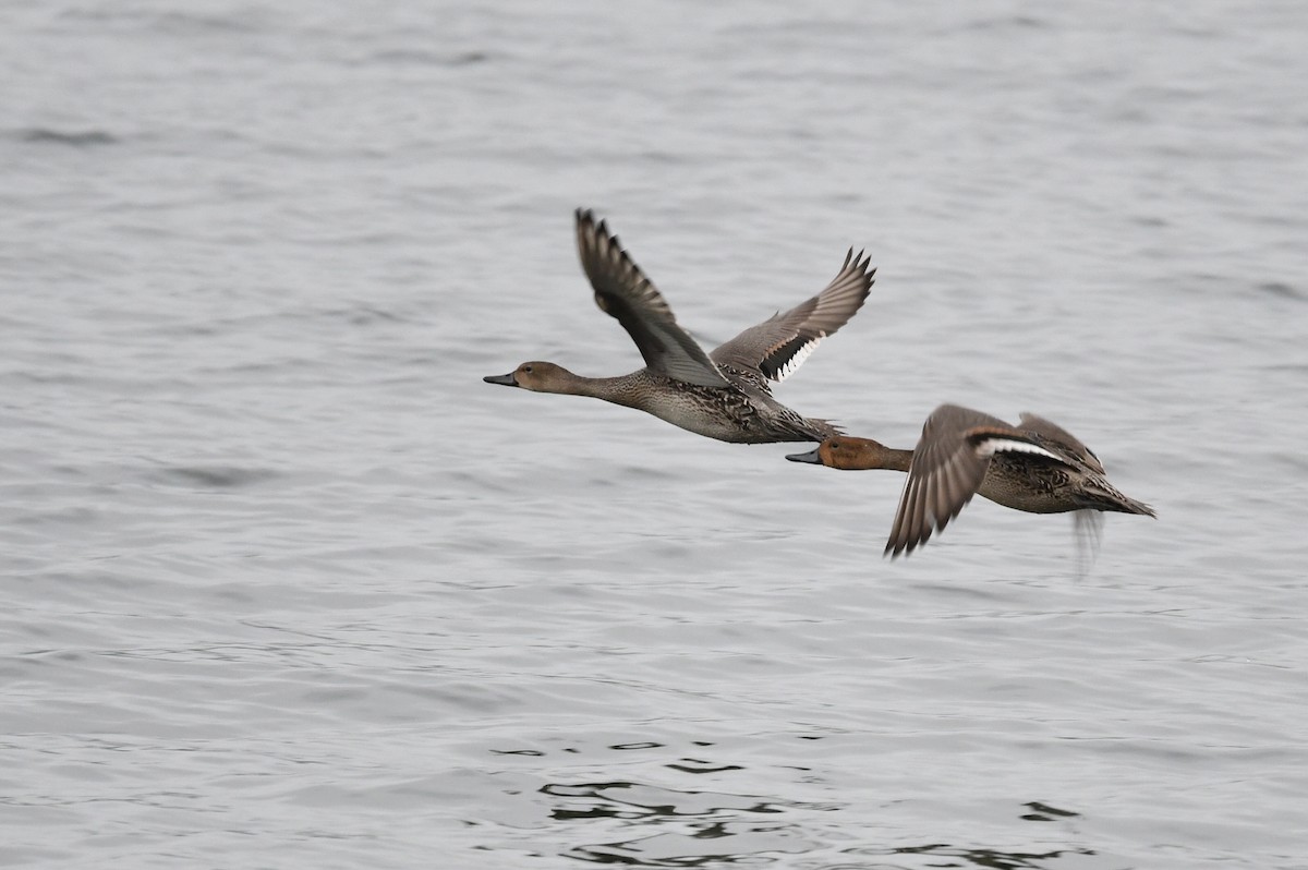 尖尾鴨 - ML642444983