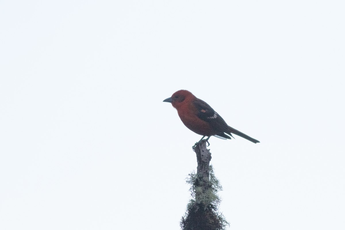 Flame-colored Tanager - ML642444987