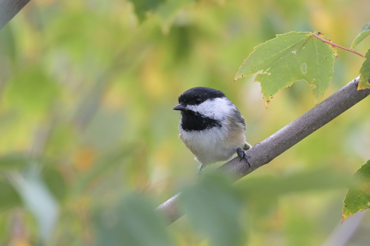 Black-capped Chickadee - ML642445004