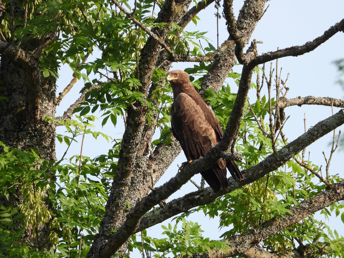 Lesser Spotted Eagle - ML642445012