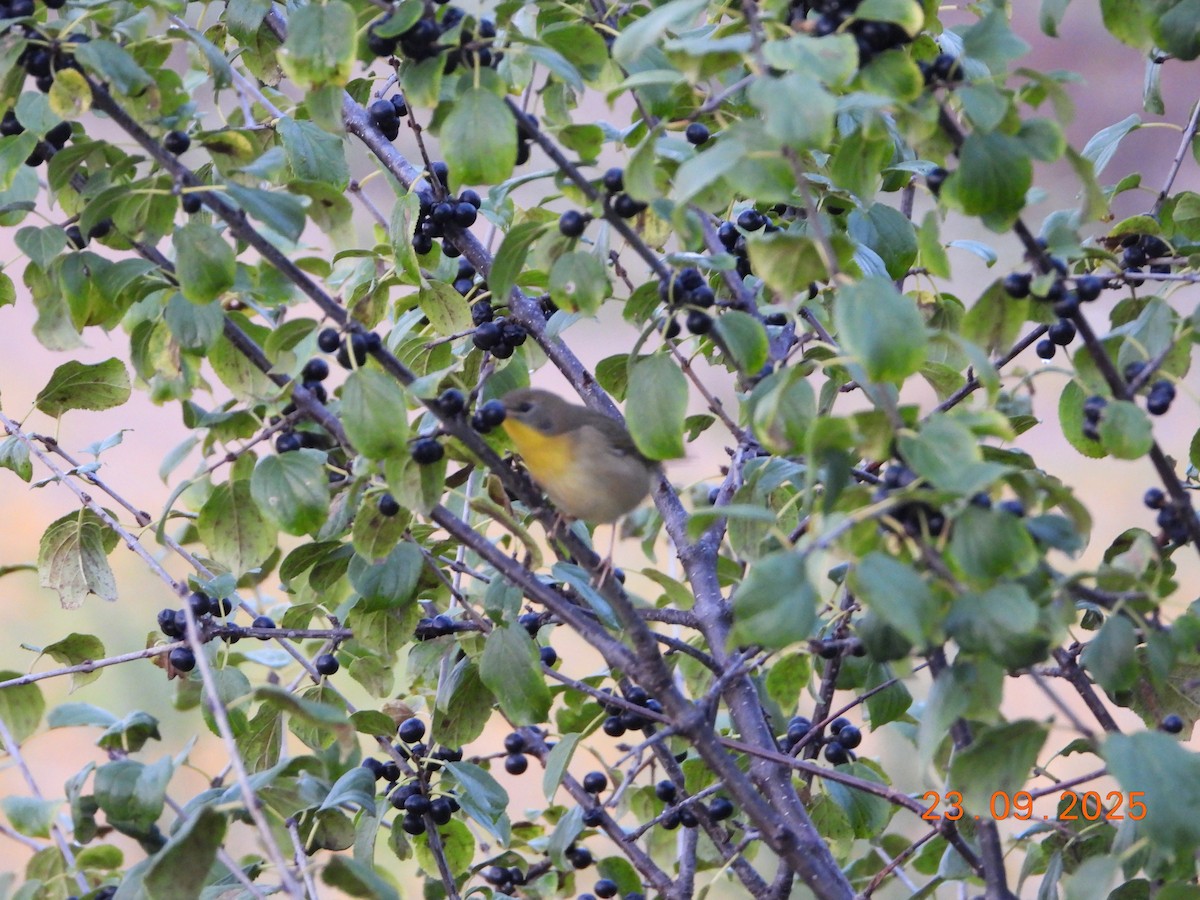 Common Yellowthroat - ML642445033