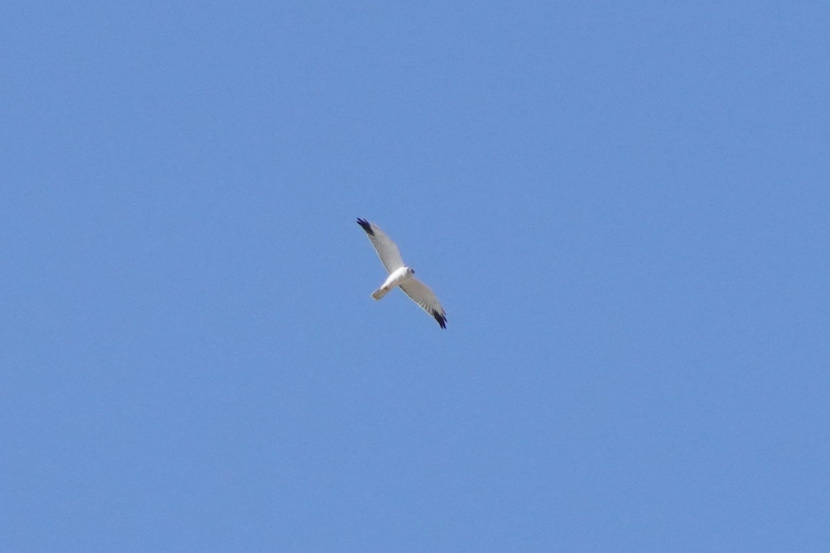 moták stepní - ML642445043